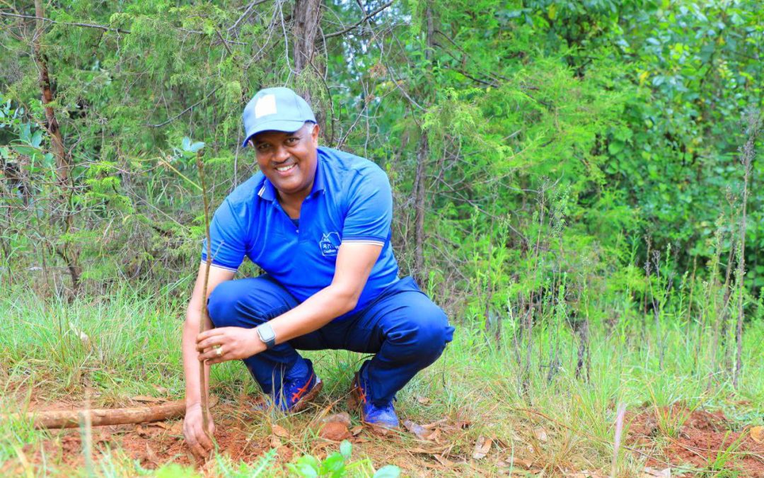 Dashen Bank’s Staff Plant Indigenous Seedlings on Entoto Mountain
